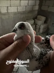  4 جوز بواز للبيع