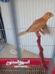  5 فحل كرزي ومخلفين مشمشيات قرميديات