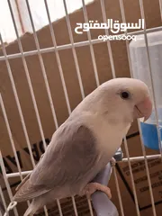  1 انثى روز اوبلاين سينامون