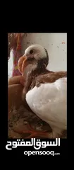  1 فرخين معاكيف