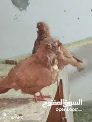  1 جوز كشكي 25 دينار