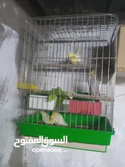  6 جوز كوكتيل مع فراخ للبيع فحص مع فرخين كبار على وجه بيض
