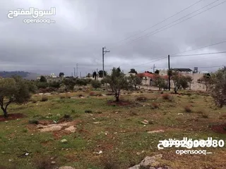  4 فرصه للشراء ارض مشجره جاهزه داخل التنظيم ومخدومه شارع معبد خدمات كامله ومطله