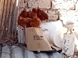  18 دجاج للبيع