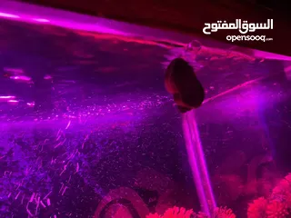 4 حوض سمك اوسكر كامل اغراضو للبيع