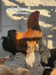  6 جاج لوهمان + بلدي بياض للبيع
