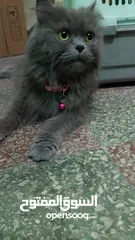  2 Persian cat