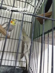  2 جوز ببغاء كوكتيل شغال جوز الطيره اجنبيه ختم اجنبي والفحل بلدي بالصلاه على النبي مع قفص كاسكو