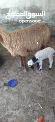  8 نعجه للبيع وراها عبود عمان جاوا