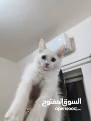  4 قط انثا حلوه لعوبه مكس غوره وشرازي   انثا عمرها 3شهور