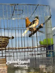  2 طيور بصلاه عنبي