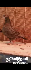  18 جواز وفردات كل اشي الو سعرو الاسعار بالوصف