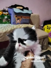  3 متاح قطط ولدين باندات بلاك وايت زرار أطراف قصيره وشعر غزيرر متعودين على أكل البيت