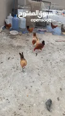  1 دجاج البيع 