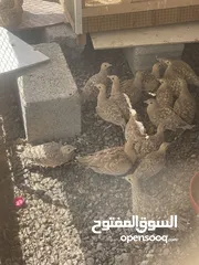  2 ‏ للبيع طيور