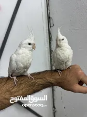  1 كوكتيل البينو ربه