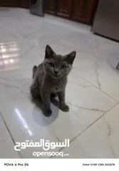  1 سكوتش ستريت عمره 3شهور بسعررر رمزززي