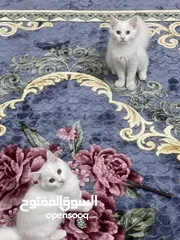  6 قطط شيرازي ابيض