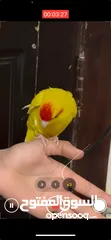 2 شقه للبيع مساحه 166