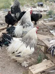  1 دجاج وديك براهمي للبيع
