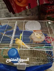  3 كنار للبيع شغالات تحتهم بيض وفي فراح الله يبارك لاصاحب نصيب سعر حرق تواصل