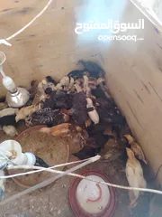  4 صيصان بلدي و لوهمان للبيع