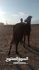  3 مهر عمره 18 شهر نشمي وعصبي ما شاء الله عليه فيه طاقة وحضور لونه مميز وبلفت النظر من أول نظرة