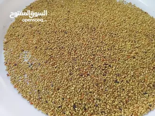  4 موجود خلايا نحل نوع بكفاست تلقيح السنه معالجه وضاغط الموقع اربد كفريوبا