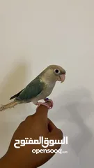  1 كنيور تركواز