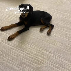  3 Pure Doberman male, 2 months old