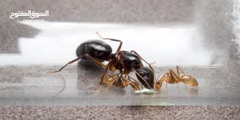  1 ملكة نمل النجار Carpenter ant queen