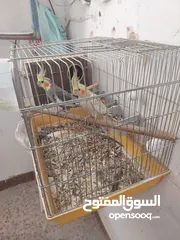  3 جوز كوكتيل شغلات للبدل على طيور روز الشرط شغلات  وأربع جواز حب للبيع