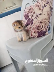  10 كتين سكوتش فولد وستريت