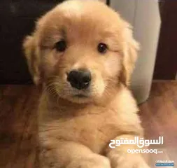  1 مطلوب بيور قولدن للبيع I want Pure golden retriever