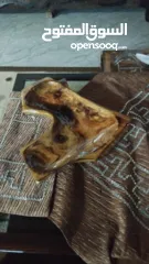  15 فحمه جنين أبو قصي