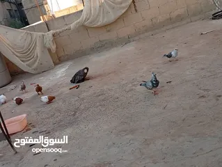  7 جواز حمام للبيع المستعجل وبسعر مغري جدا