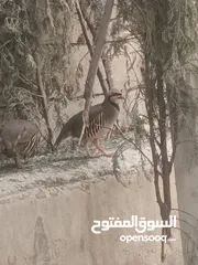  1 شنار بلدي جاهز