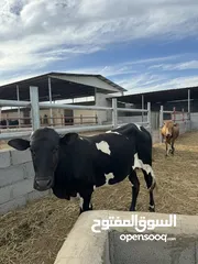  22 أبقار بأسعار مناسبة ومختلفه لكل وحده بولاية صحم