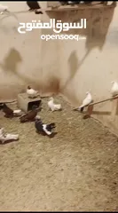  3 حمام هزاز للبيع
