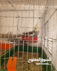  5 يوجد لدي اربع ببغاوات كوكتيل ما في ولا واحد منهم اليف في واحد بس شوي اليف  شاهد الوصف
