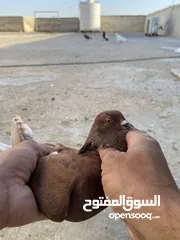  11 كوم حمام للبيع