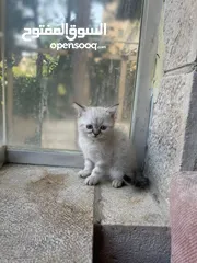  1 قط سيامي مكس شانشيلا