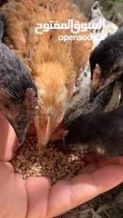 8 افراخ دجاج