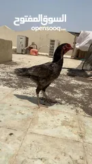  4 دجاج باكستانيات  شوف الوصف