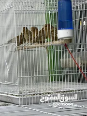  10 يوجد طيور كناري مميزة وجميلة في الخليل