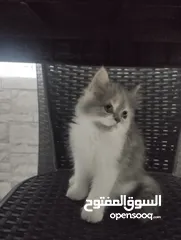  1 قطط هملايا و سكوتش للبيع ضاحيةالرشيد