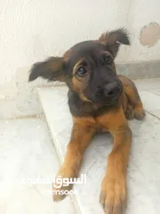  11 Female short hair German Shepard puppy