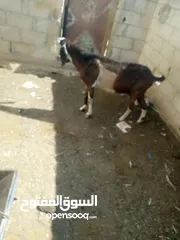  5 عنز لحم سن جمع نضيف ذكر الله عليها