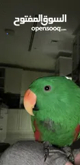  4 Eclectus male parrot