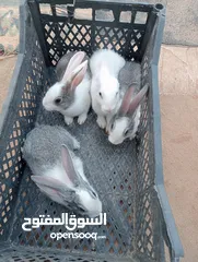  2 ارانب للبيع